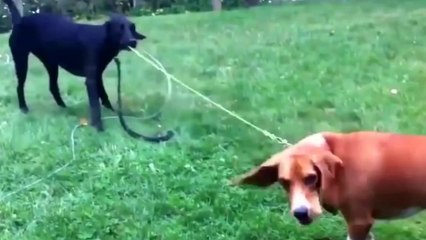 Most Incredible Pets of all time