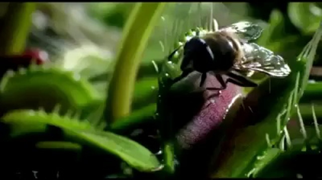 Doğanın Muhteşem Güzellikleri! Şaşırtıcı, Mutlaka İzleyin