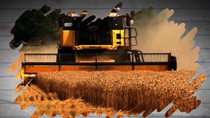 Organismos Geneticamente Modificados