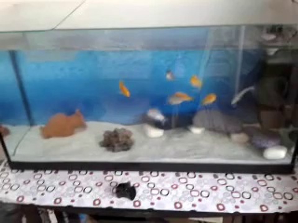 sarı prenses yunus ciklet akvaryumu