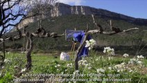 Domaine de l'Hortus - Pic St-Loup