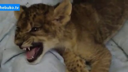 Yavru aslanın kükreme çabası