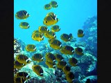 Experience Best Snorkeling in Kailua Kona Hawaii