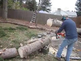 Ağacı Kesiyorum Derken (Geri Dikti)