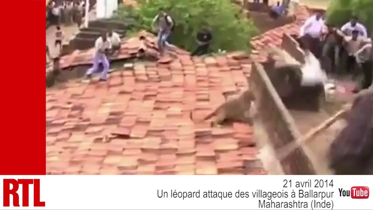 VIDÉO - Inde : un léopard attaque des villageois