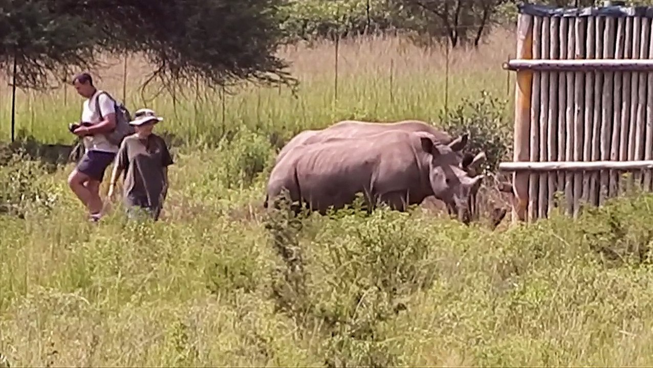 Rhino Attacks Tourist