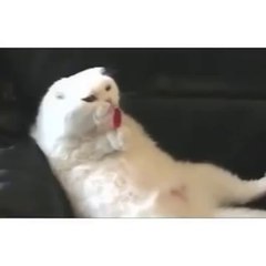 Don't even know what to call this funny2funnys