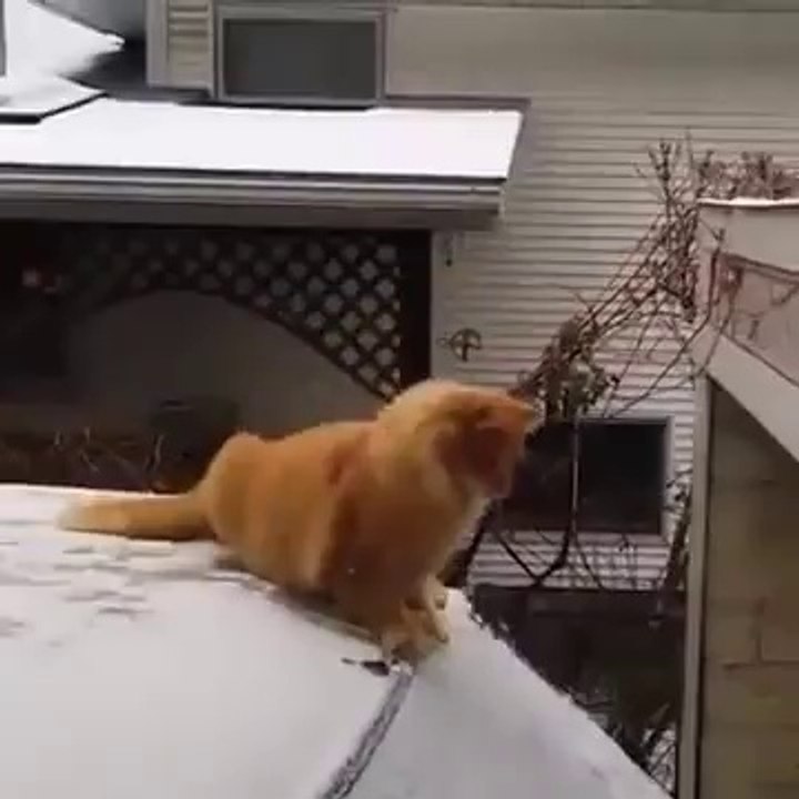 Epic Cat Fail funny2funnys