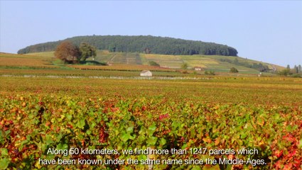 Domaine Antonin Guyon - Bourgogne