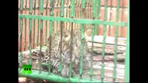 Dramatic video: Indian villagers corner leopard, big cat strikes back