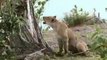 Incredible moment baby baboon escaped lioness that had killed its mother