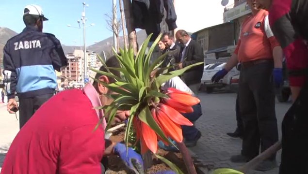 Şemdinli Belediyesi Refüjlere Ters Lale Ekti