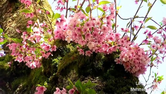 LA TAKNEDU (Arapça Kaside) - Mehmet Erarabacı