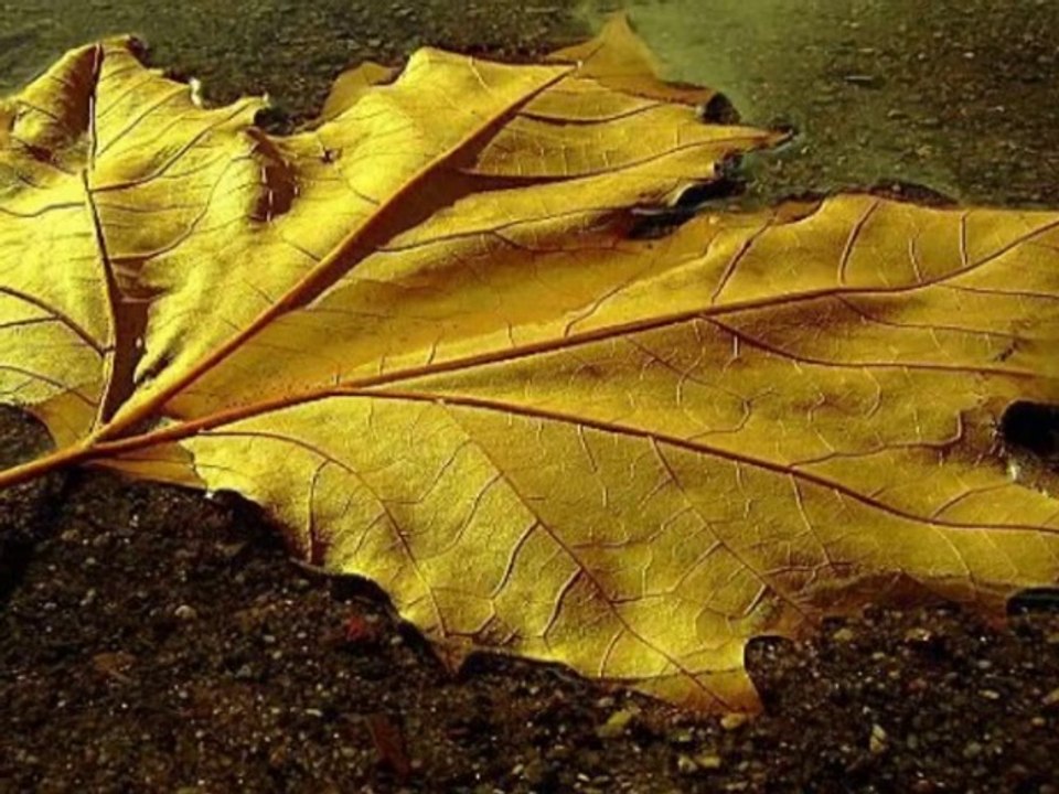 Sebebi Sensin Serpil Efe Şiirli Ahmet Emre Boran Yeni 2014