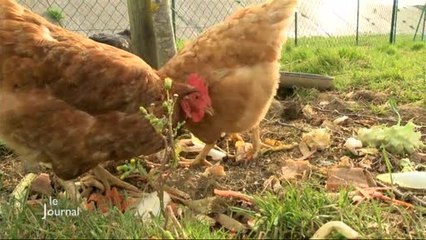 Environnement : Des poules pour réduire les déchets (Boufféré)