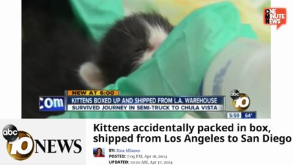 Newborn Kittens Accidentally Packed And Shipped To San Diego