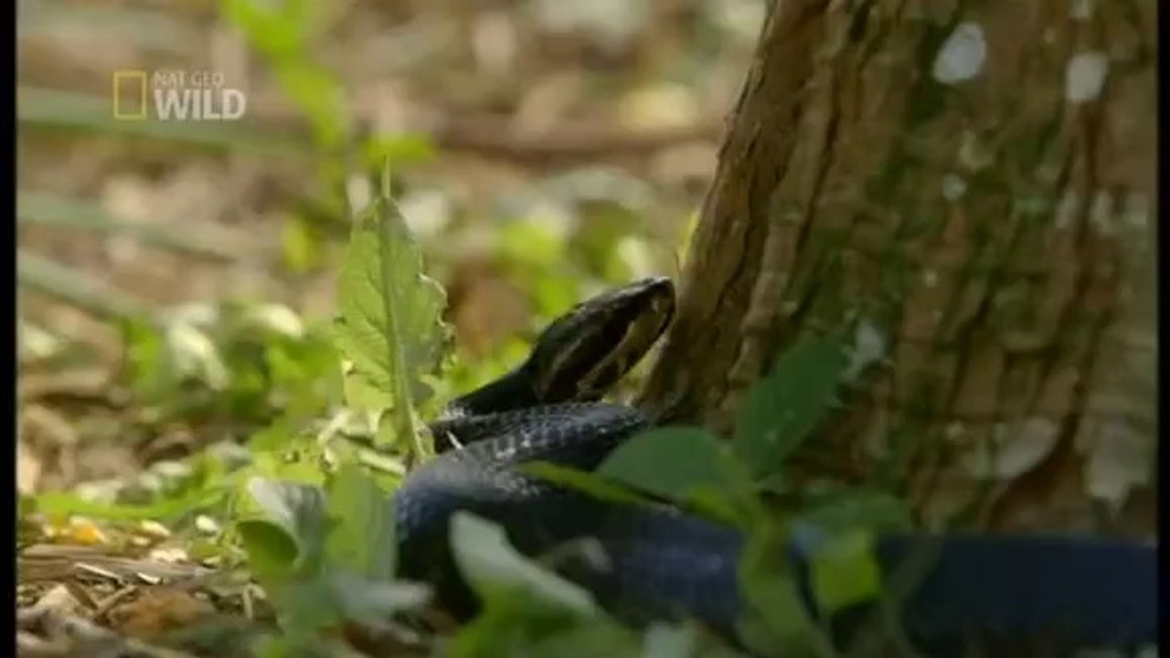 Wild Florida -episode 1