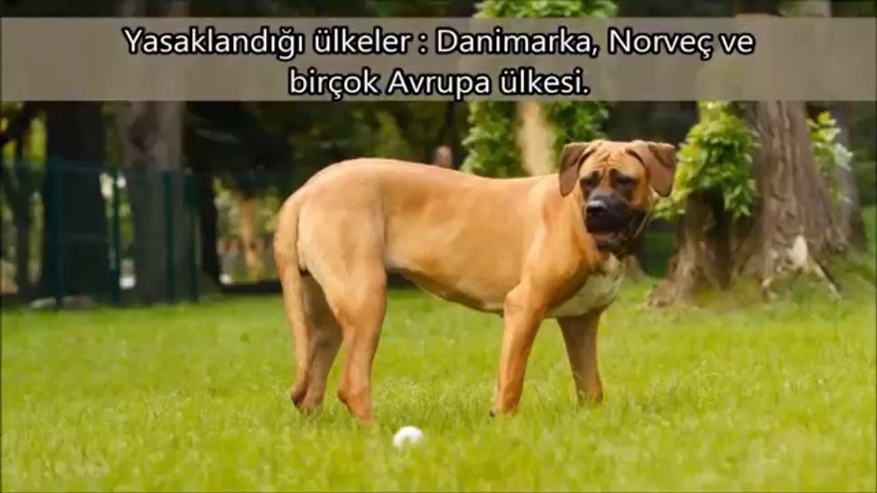 En_lmcl_10_Kpek_Irk