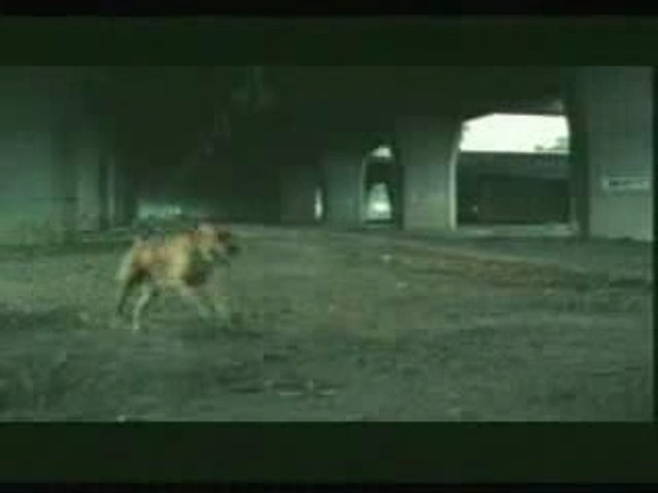 un amour de chien