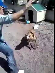 Idiot taunting a pitbull on a chain gets instant karma