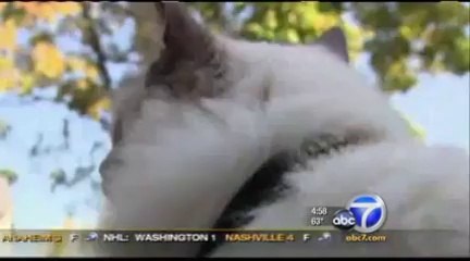 Le chat à deux têtes le plus vieux du monde