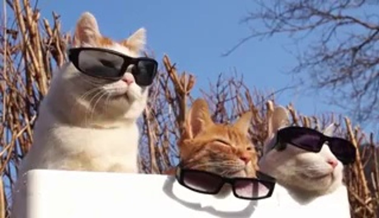 Les chats les plus cool du monde