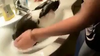 Funny Video Bunny Bath