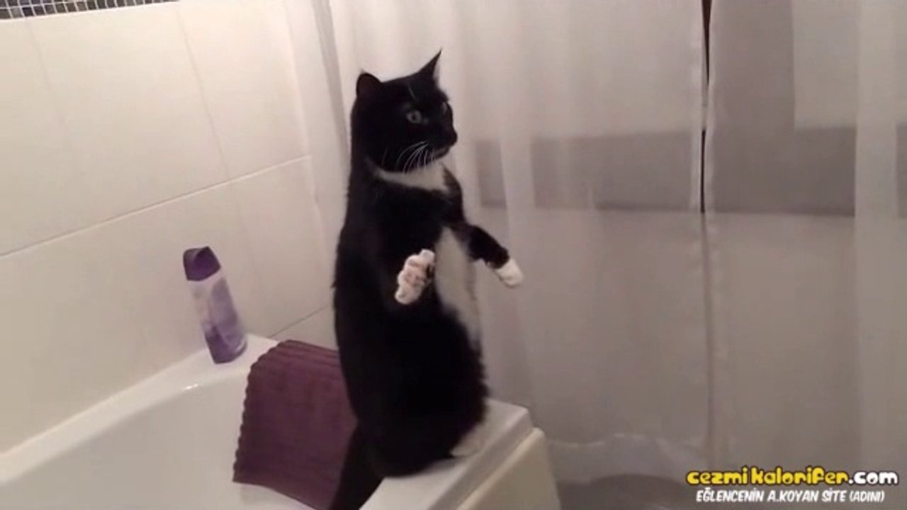 Aynada Kendini Görüp Kedi Olduğuna İnanamayan Kedi