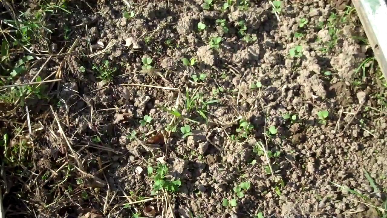 First Garden Video of 2014