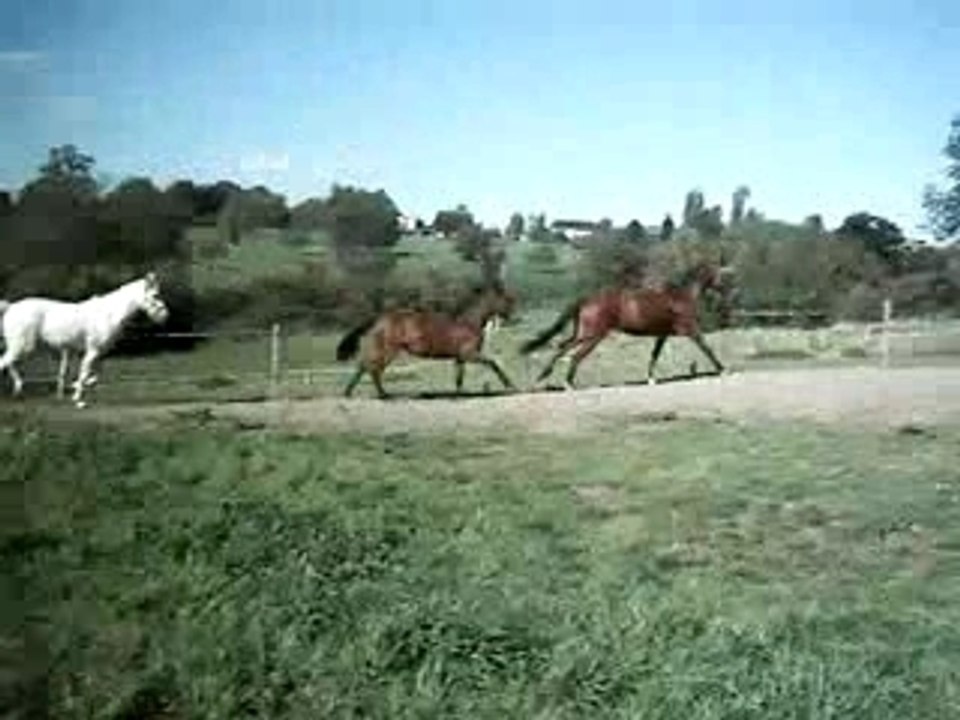 grand galos en groupe