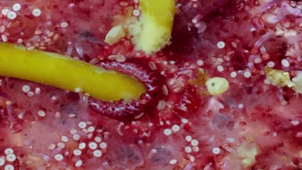 كوكب الارض الحلقه التاسعه البحارالضحـلة BBC