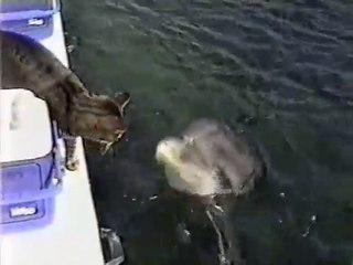 Kedi ile Yunusun Dostluğu