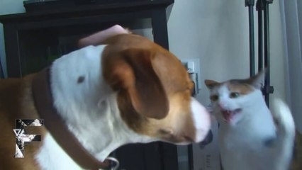 Kediler ve Köpekler :)