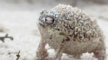 Dünyanın En Sevimli Kurbağası | Çöl Yağmuru Kurbağası