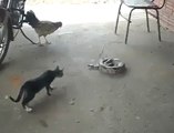 Curious cat VS Snake! So so hilarious reaction.