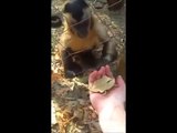 Maymun Bir Çocuk Gibi Oyun Oynuyor