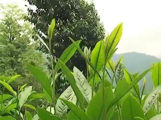 Organik Çay Üretimi