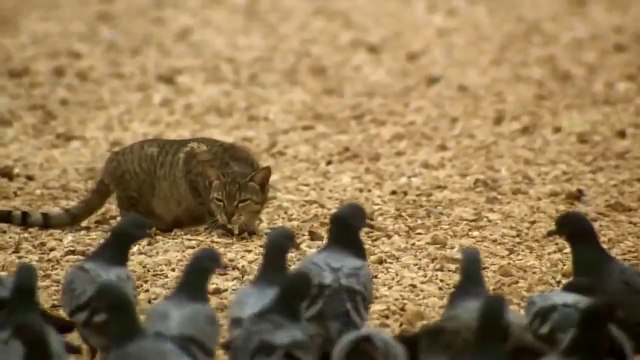 Kediden Harika Bir Performans | Güvercin Avı