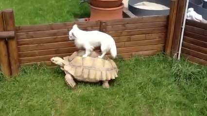 Köpeğin Keyfine Diyecek Yok :)