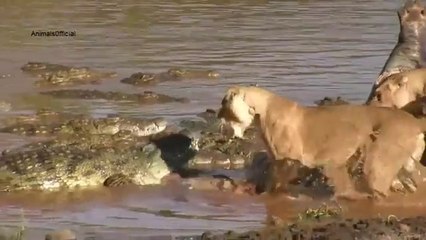 Aslan Timsaha Saldırıyor