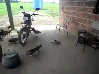 Un chat trop curieux