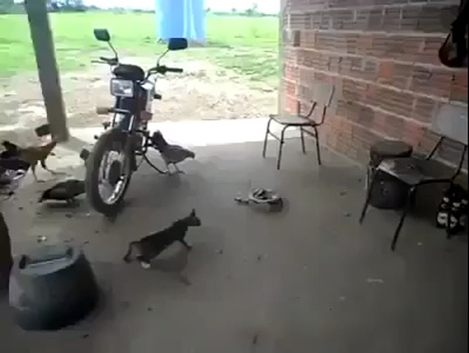 Un chat trop curieux