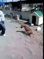 Pitbullla Şaka Olmaz