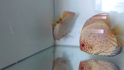 Butterfly Discus çiftim yavrularıyla
