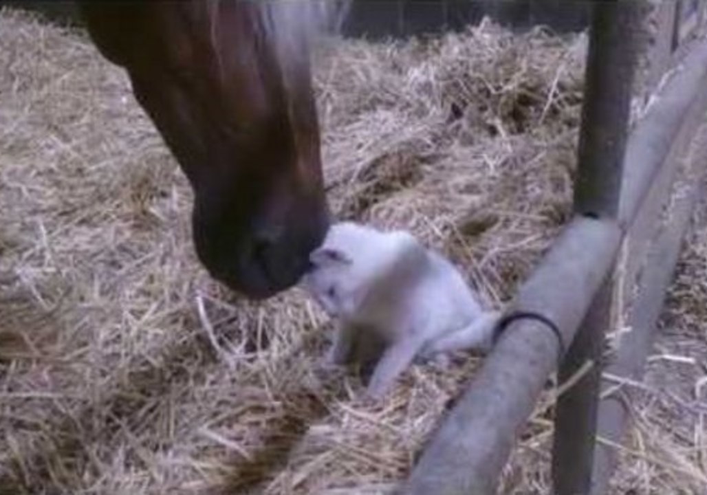 Horse and Tiny Cat Make Unlikely Friends