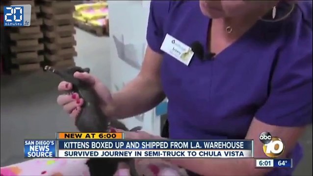 Deux chatons survivent à un voyage de 180km dans un colis