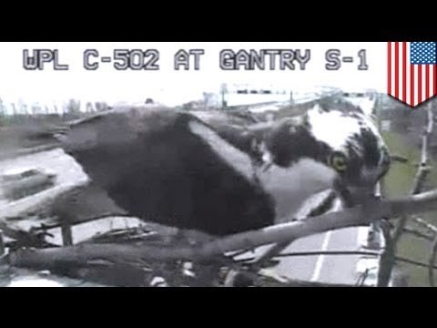 Osprey builds nest in front of Chesapeake Bay Bridge traffic camera, refuses to be evicted