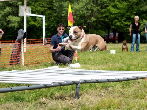 Concours Amstaff Power