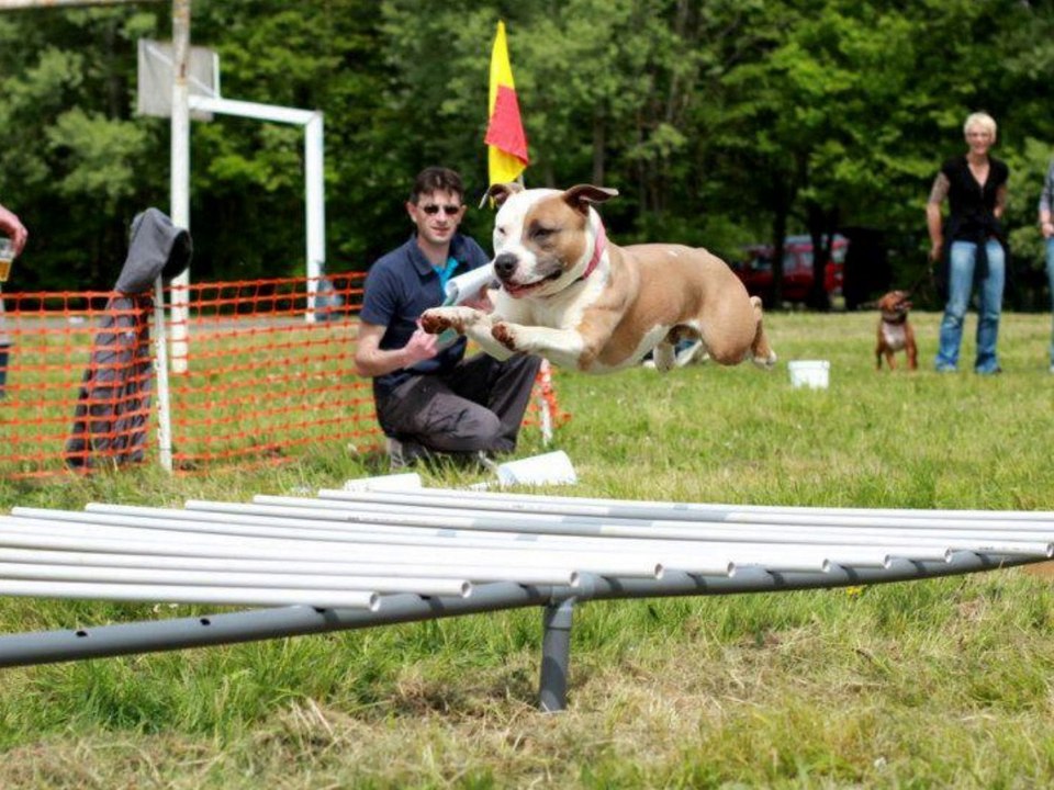 Concours Amstaff Power