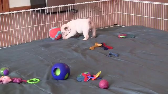 Bulldog Puppies For Sale - Castlewood Bulldogs